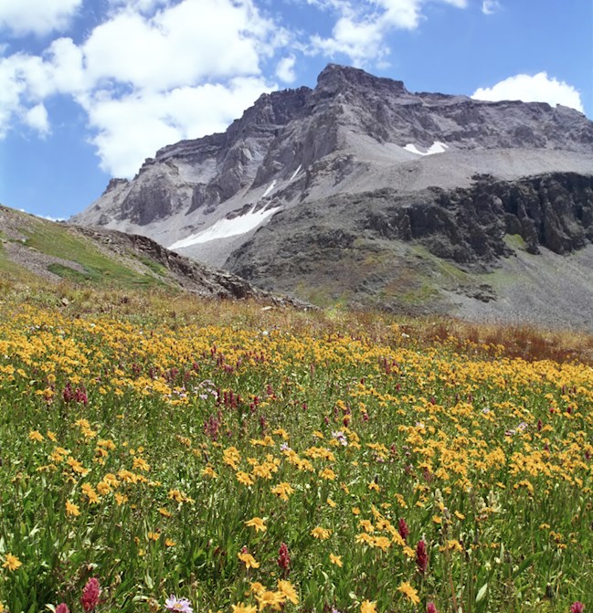 A meadow with a mountain in the background