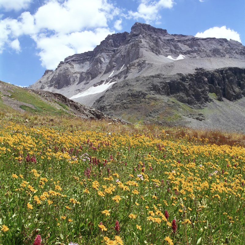 A meadow with a mountain in the background