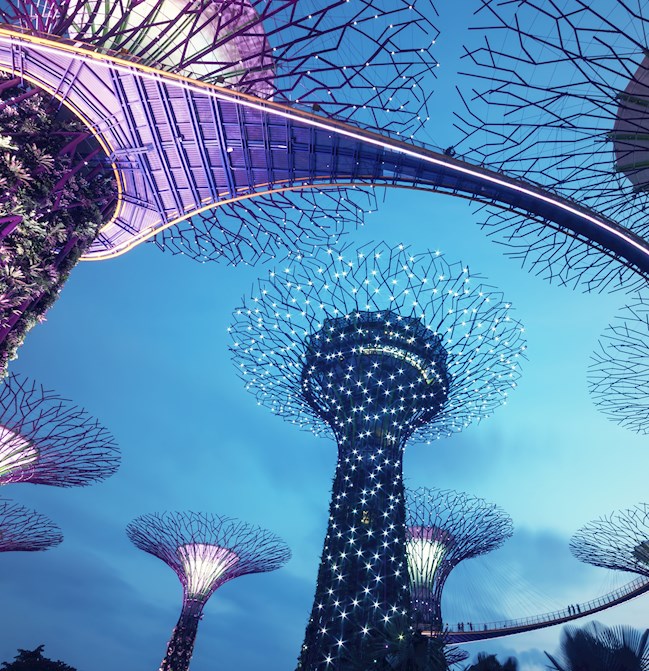 Singapore trees at night