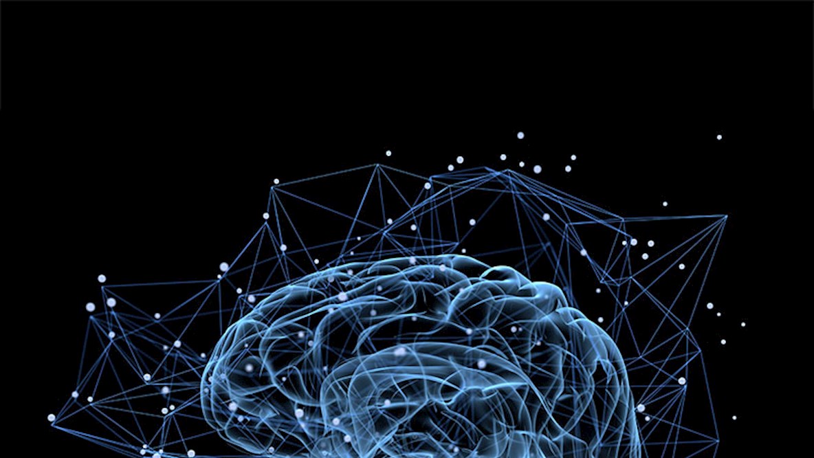 brain