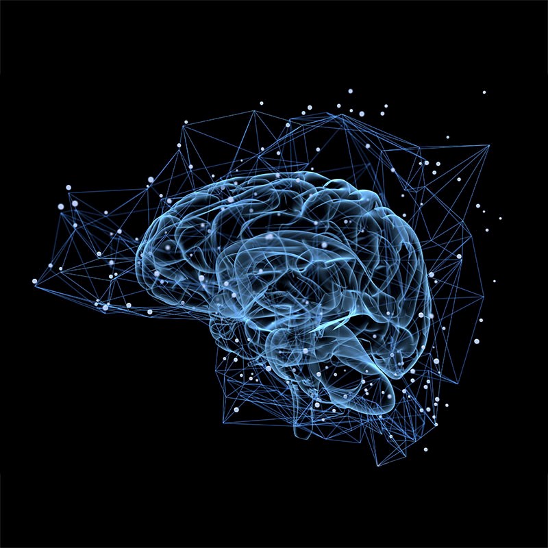 brain