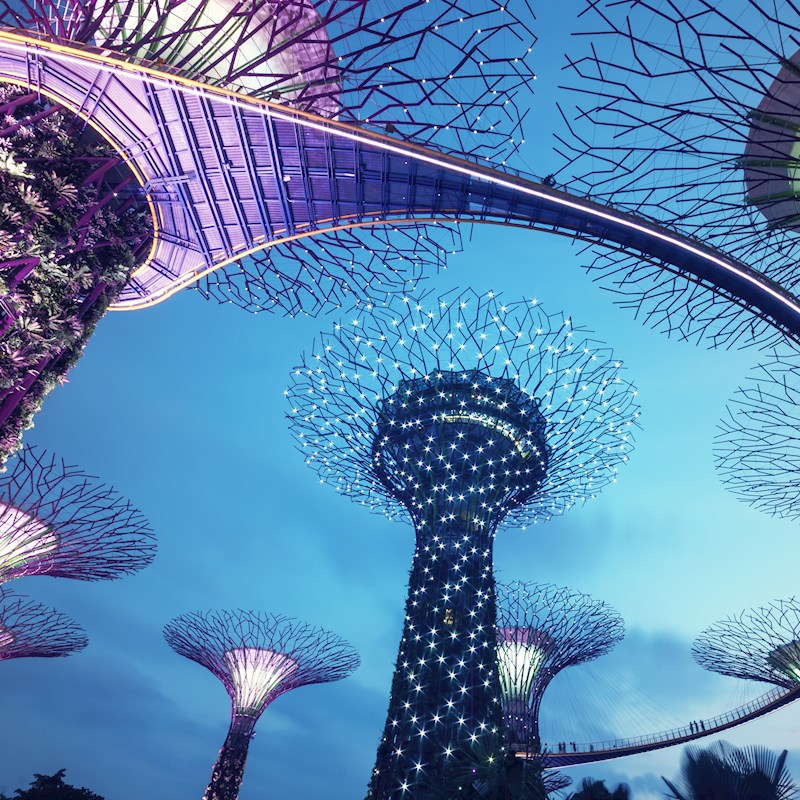 Singapore trees at night